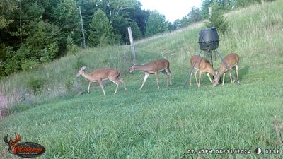 Deer on Snake Run Farm