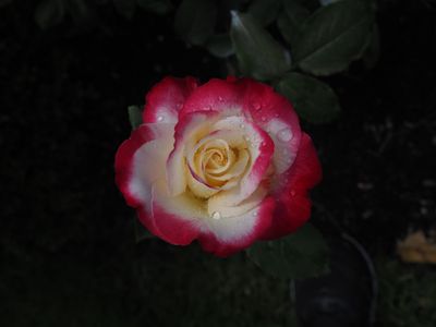 g13/69/564969/3/174617475.0a4d699e.JPEG