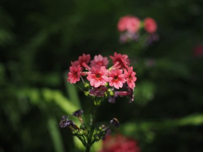 IMG_3915.JPG