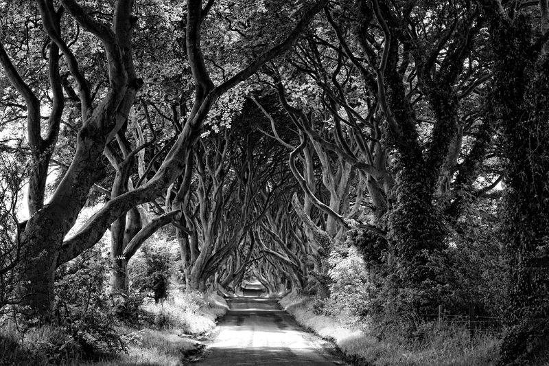 The Dark Hedges