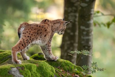 Les lynx du Bayerischer Wald