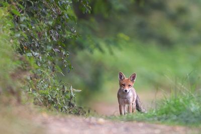Renard