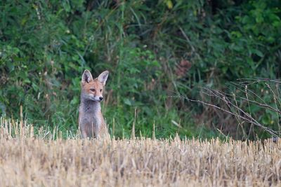 Renard