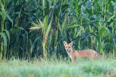 Renard
