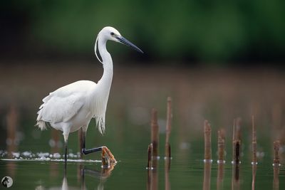 Aigrette garzette