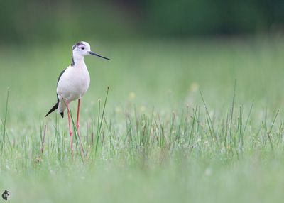 chasse blanche