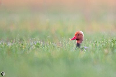 Nette rousse