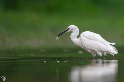 Aigrette garzette