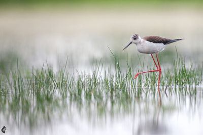 chasse blanche