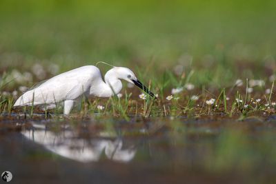 Aigrette garzette