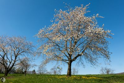 Les cerisiers en fleurs