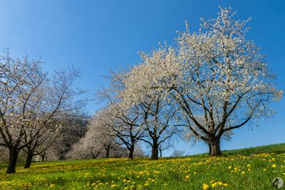 Les cerisiers en fleurs