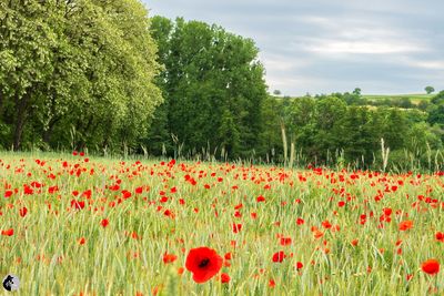 Paysages et ambiance