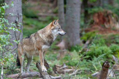Les loups du Bayerischer Wald
