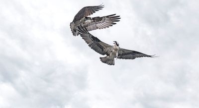 Osprey 2nd in the series of aerial shots
