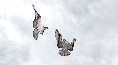Osprey 3rd in the series