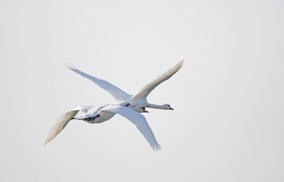 _DSC6798ABC.jpg