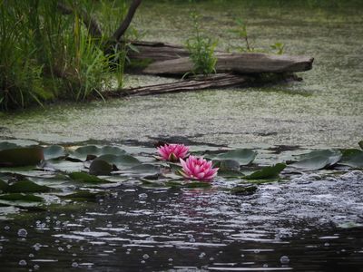 Nymphea_Water Lily