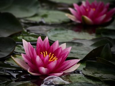 Nymphea_Water Lily