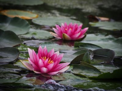 Nymphea_Water Lily
