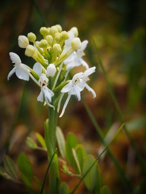 Fleurs sauvages / Wild flowers