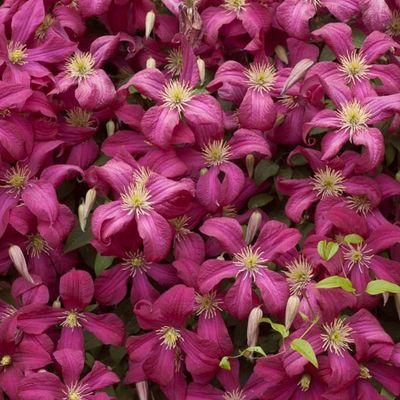 Clematis