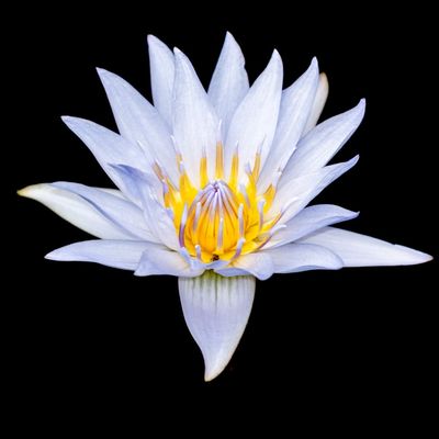 Water Lily