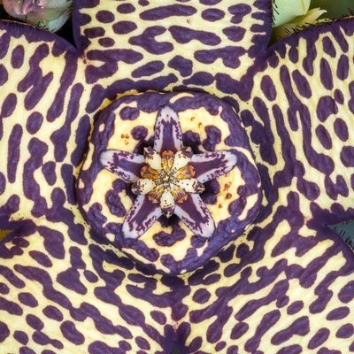 Succulent flower