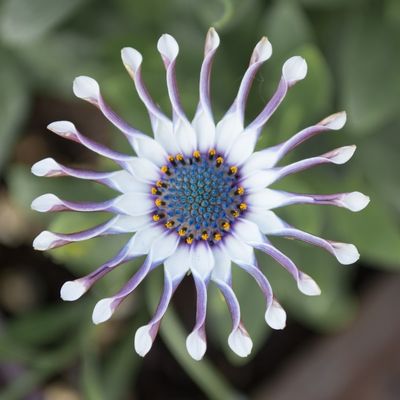 African Daisy