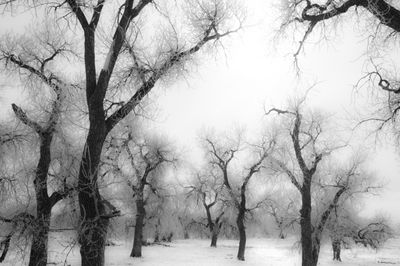 Trees in fog