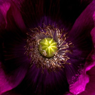 Poppy