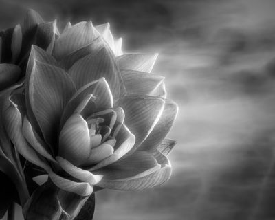 amaryllis