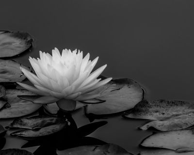 Water Lily