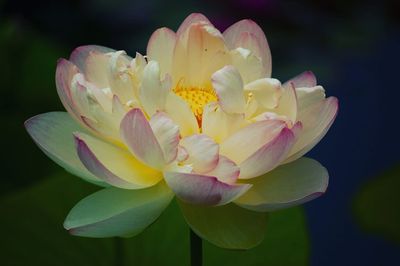 Lotus