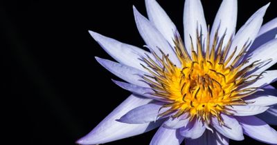 Water Lily
