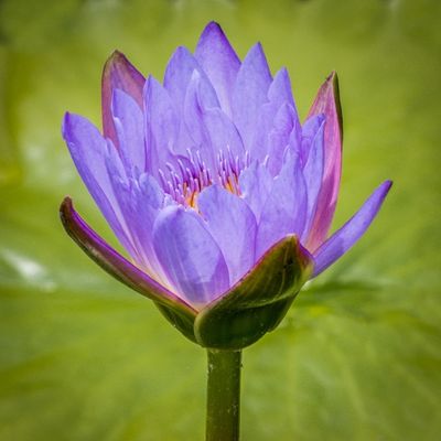Water Lily