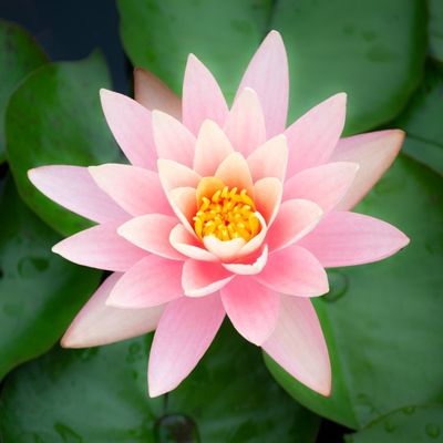 Water Lily