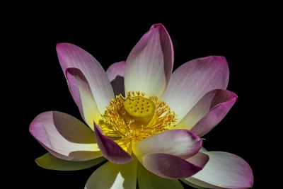 Lotus