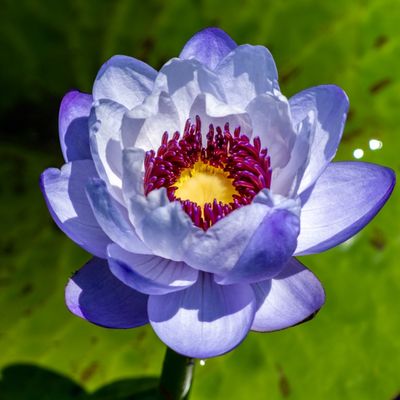 Water Lily
