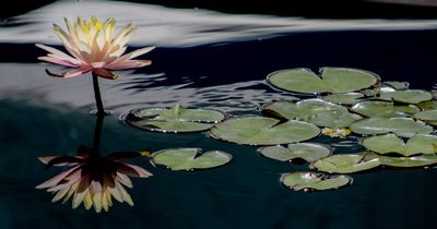 Water Lily