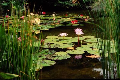 Water Lily