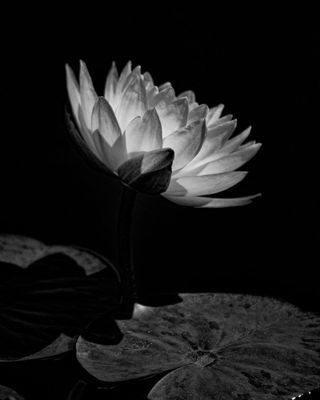 Water Lily