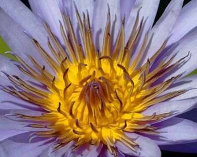 Water Lily