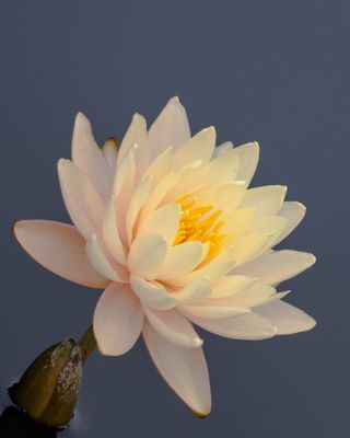 Water Lily