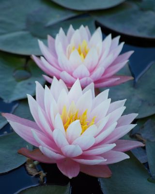 Water Lily