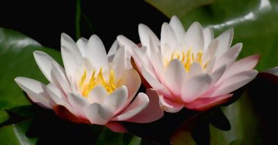 Water Lily