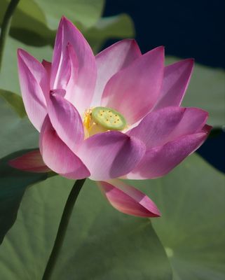Lotus