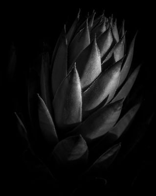 Succulent