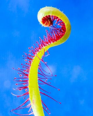 Sundew