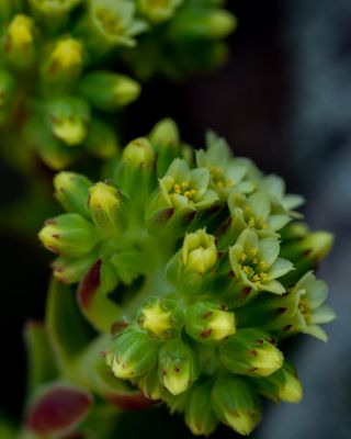 Succulent Bloom